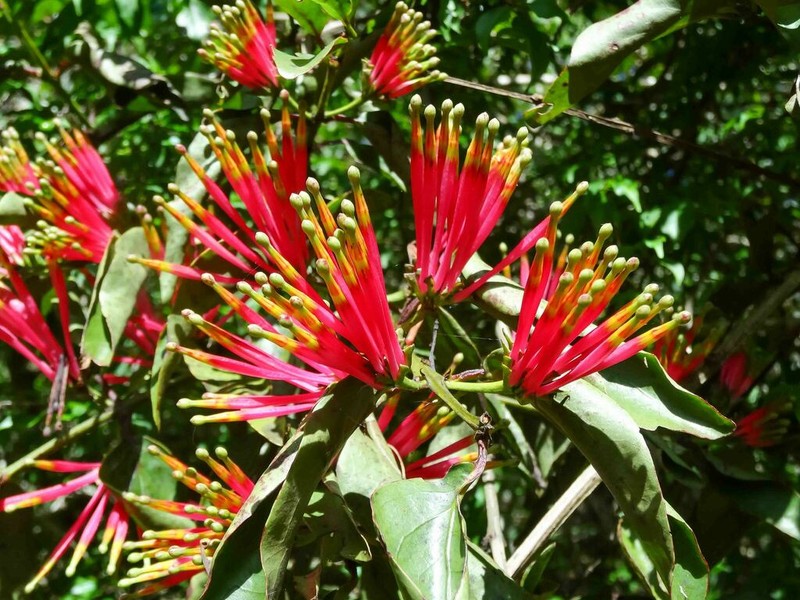 Agelanthus subulatus photo 2