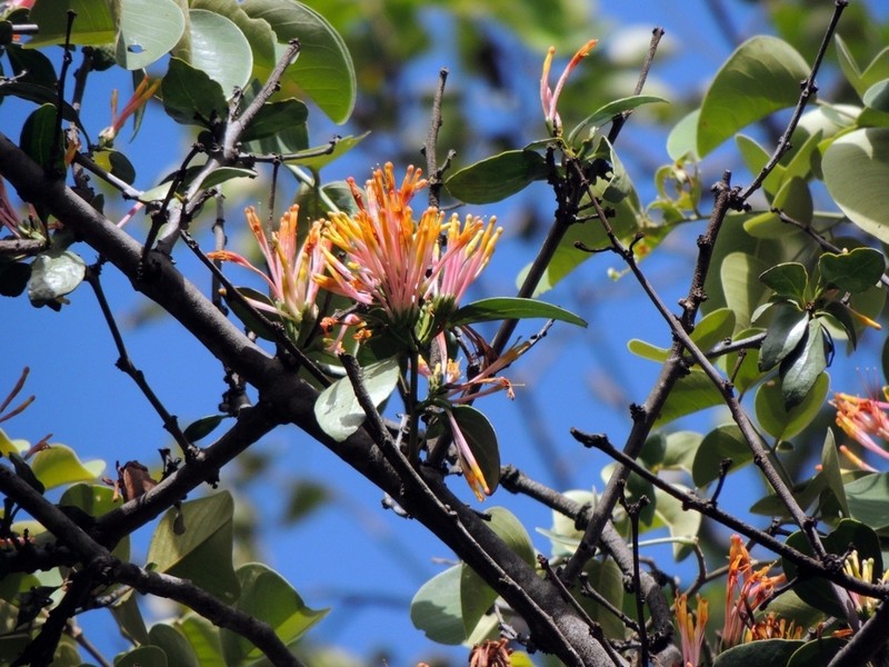 Agelanthus subulatus photo 3