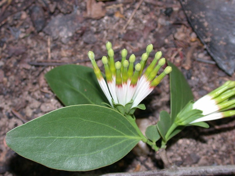 Agelanthus subulatus photo 5