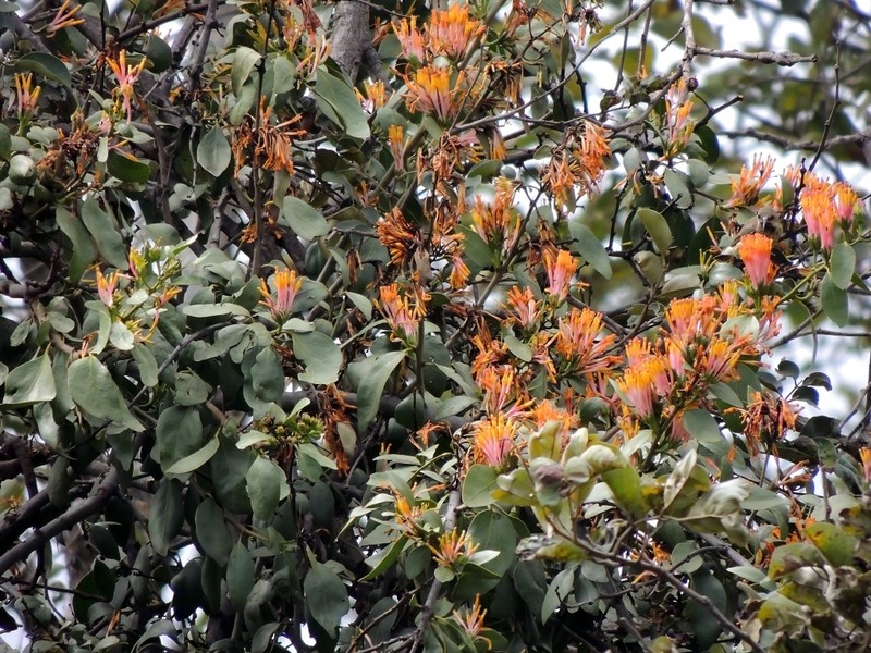 Agelanthus subulatus photo 6
