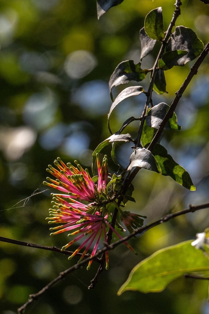 Agelanthus subulatus photo 7