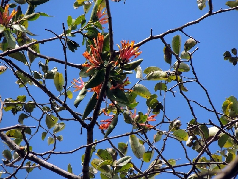 Agelanthus subulatus photo 8