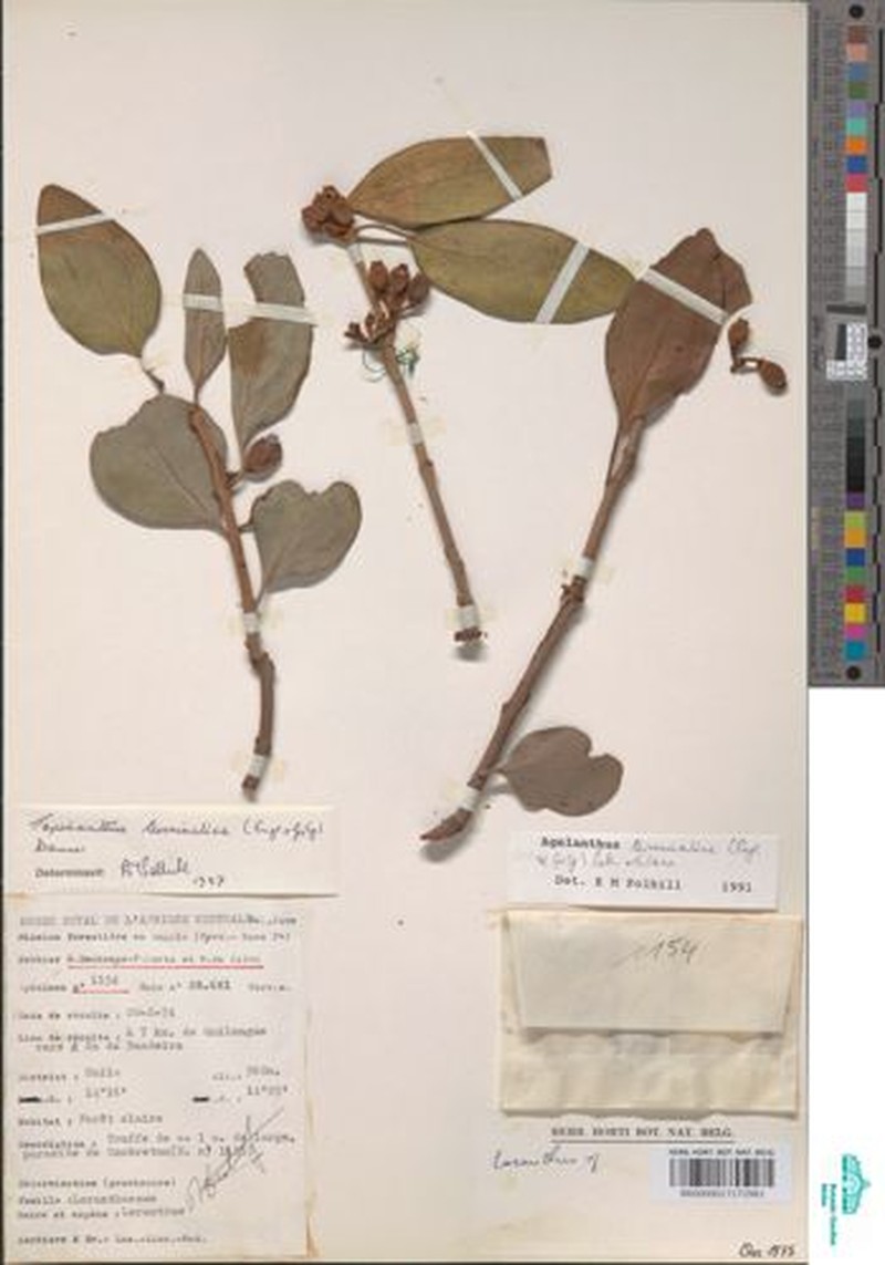 Agelanthus terminaliae