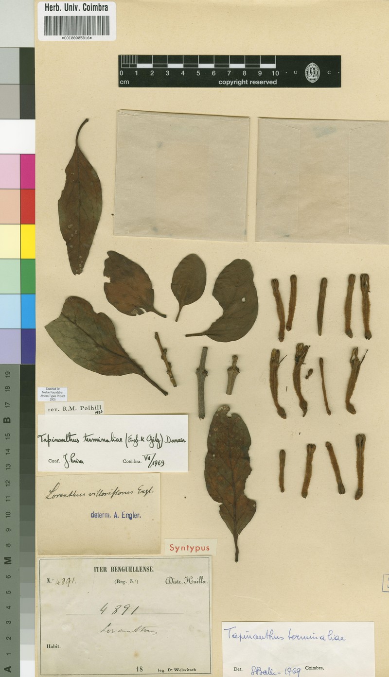 Agelanthus terminaliae photo 2