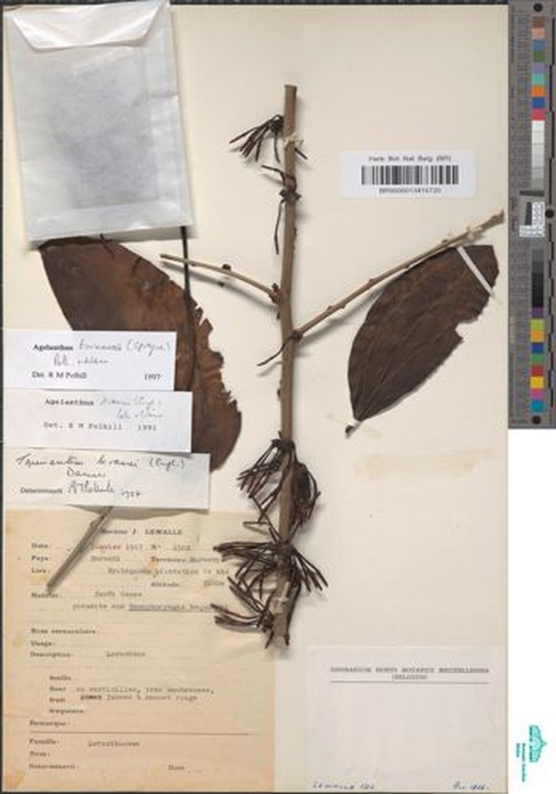Agelanthus toroensis photo 2