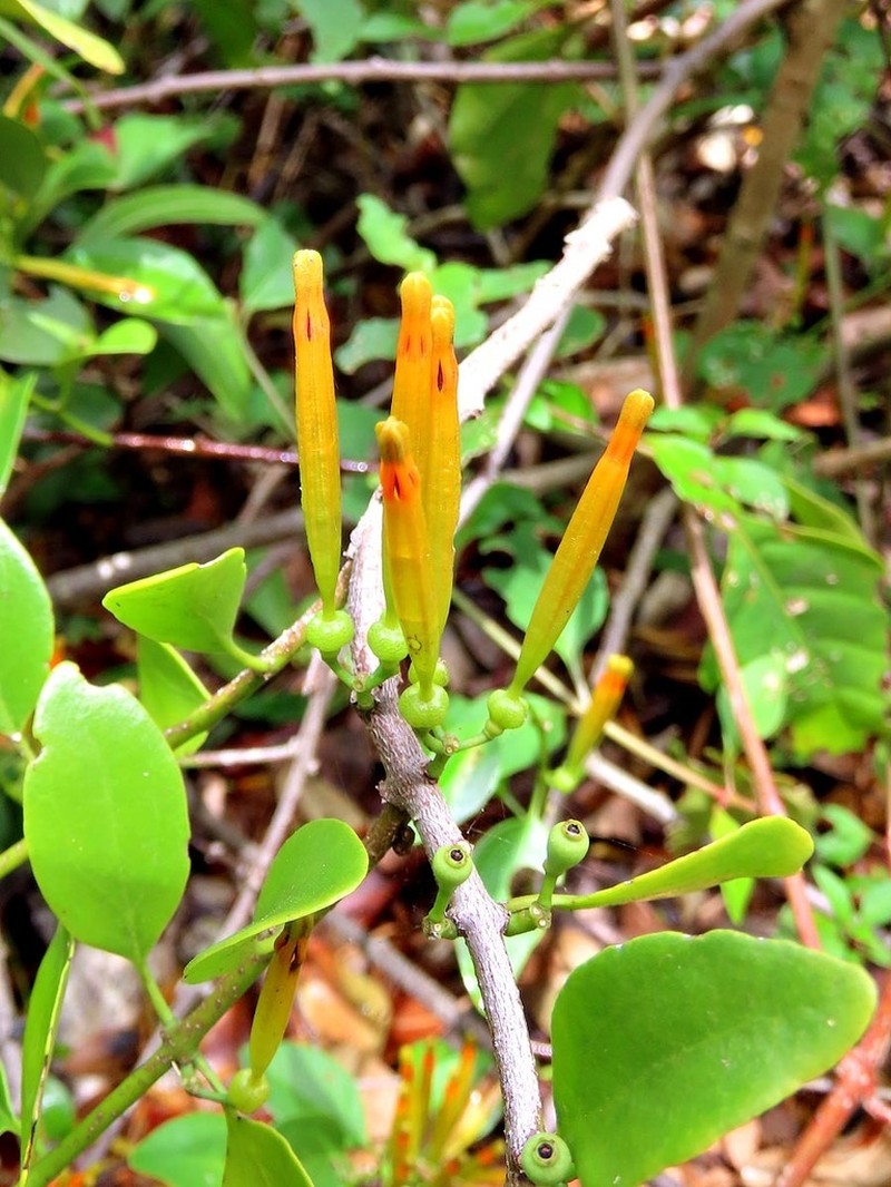 Agelanthus transvaalensis