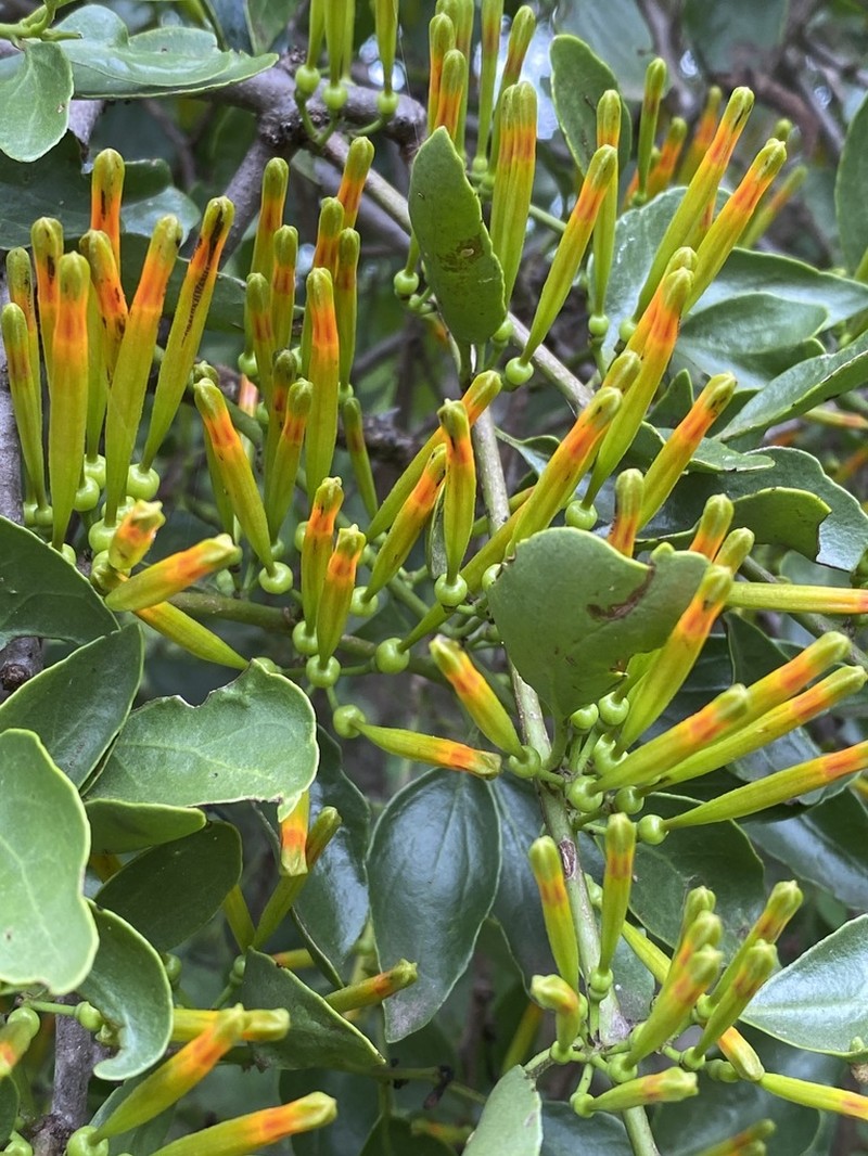 Agelanthus transvaalensis photo 2