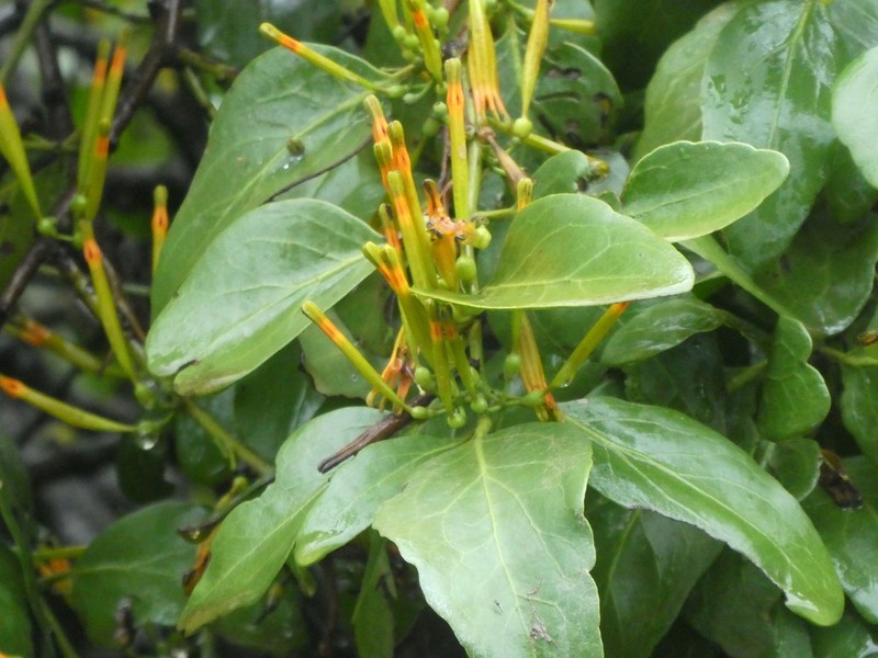 Agelanthus transvaalensis photo 3