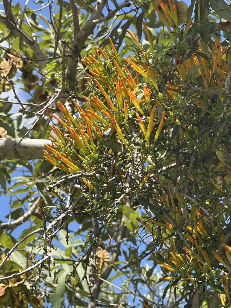 Agelanthus transvaalensis photo 4