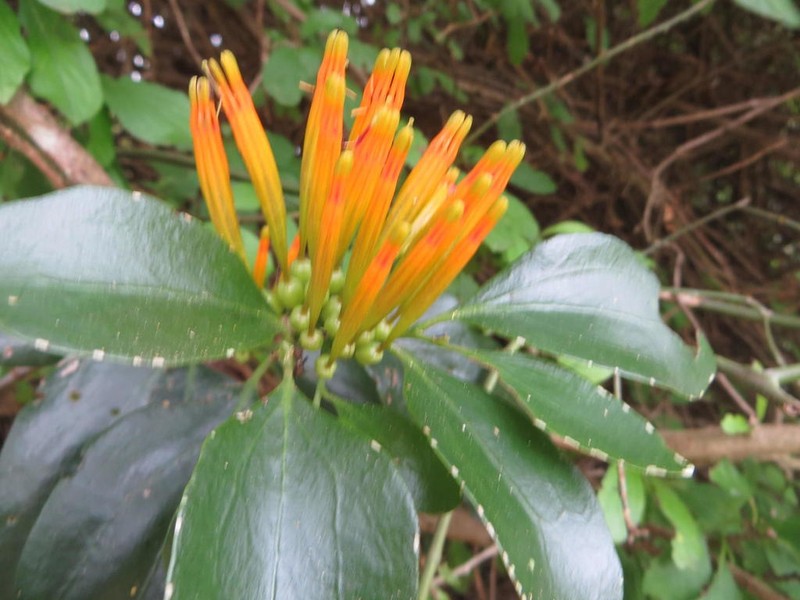 Agelanthus transvaalensis photo 5