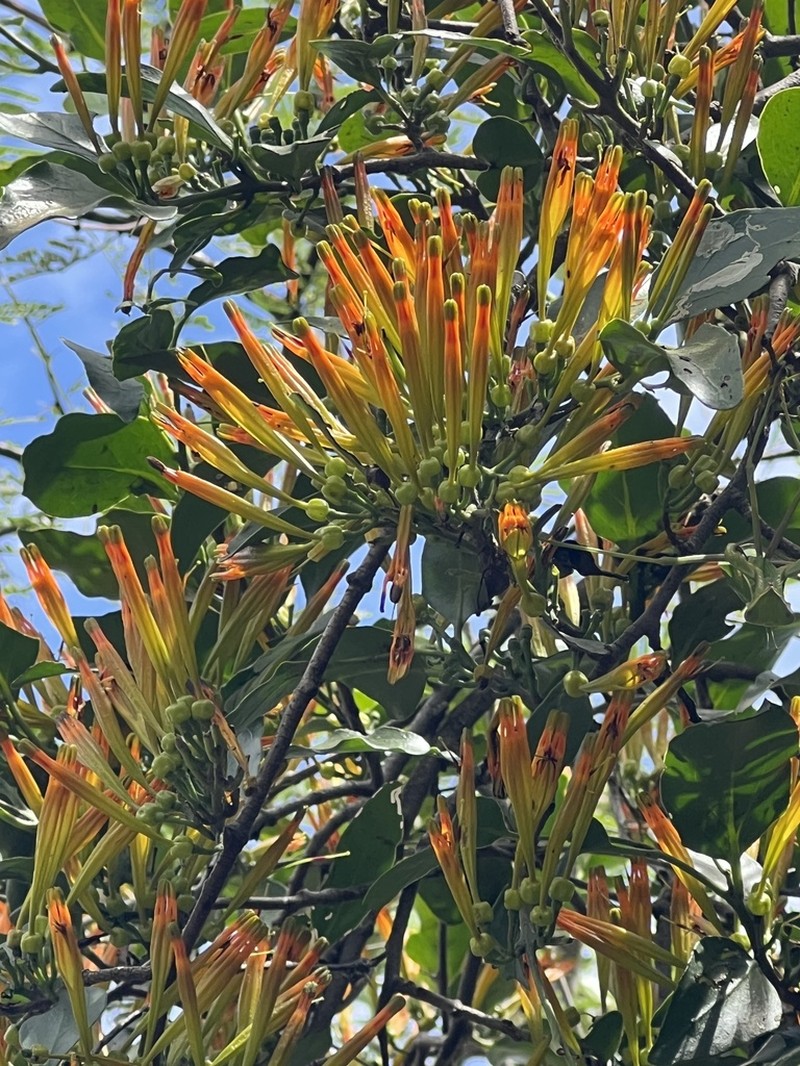 Agelanthus transvaalensis photo 6