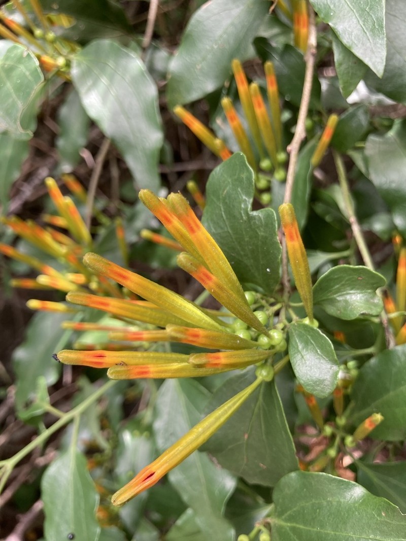 Agelanthus transvaalensis photo 7