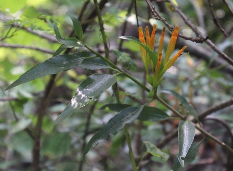 Agelanthus transvaalensis photo 8
