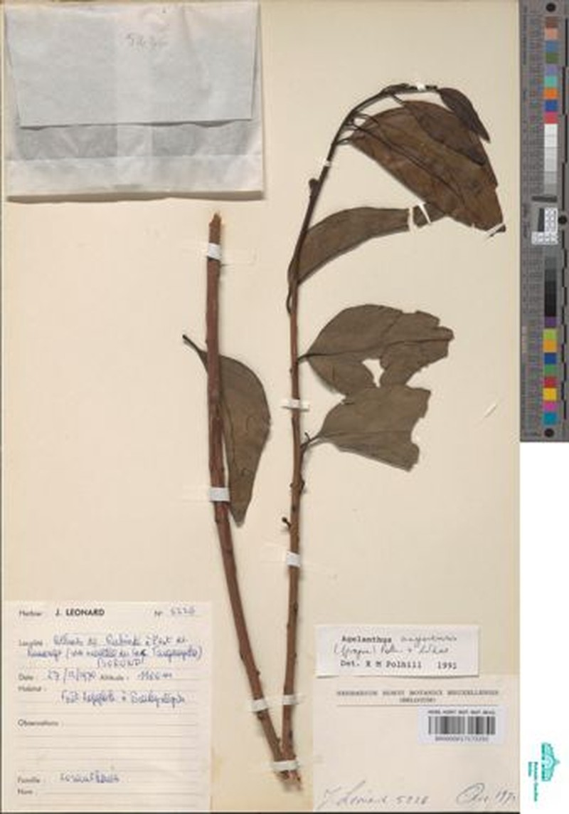 Agelanthus unyorensis