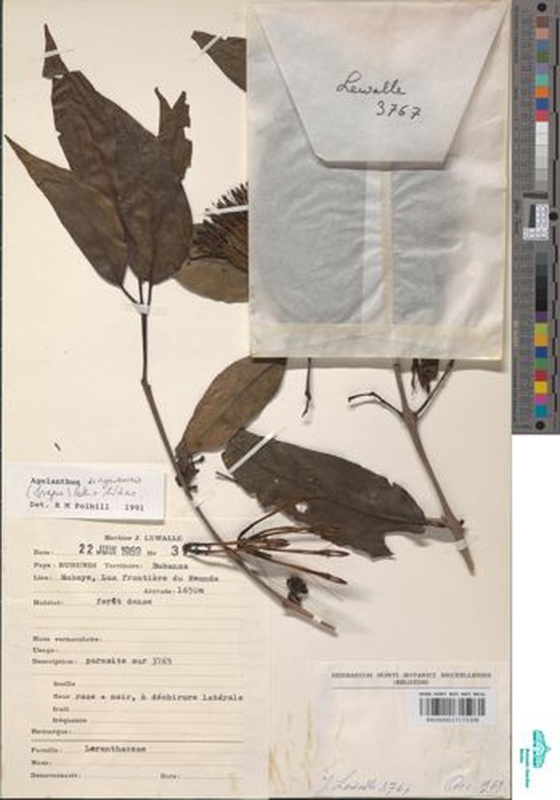 Agelanthus unyorensis photo 2