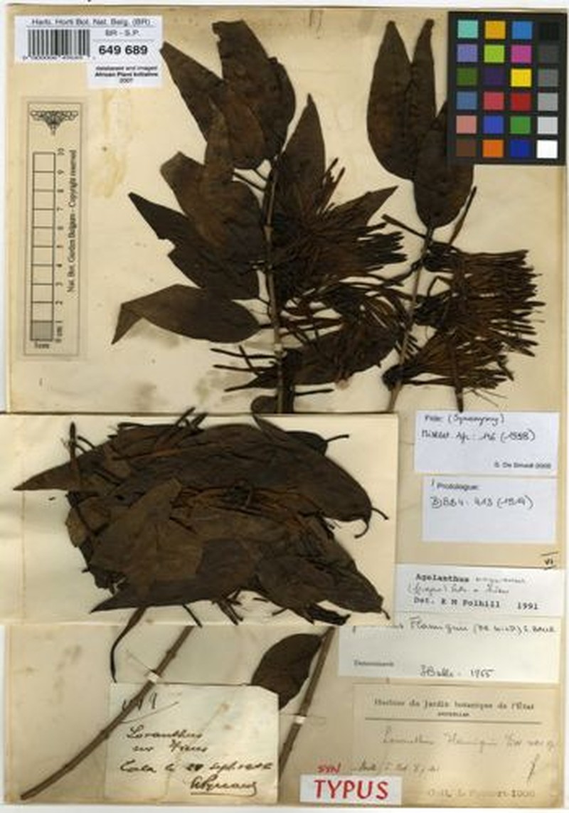 Agelanthus unyorensis photo 3