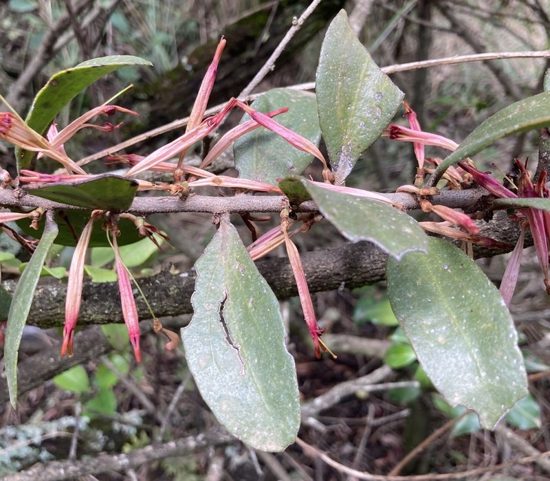 Agelanthus zizyphifolius