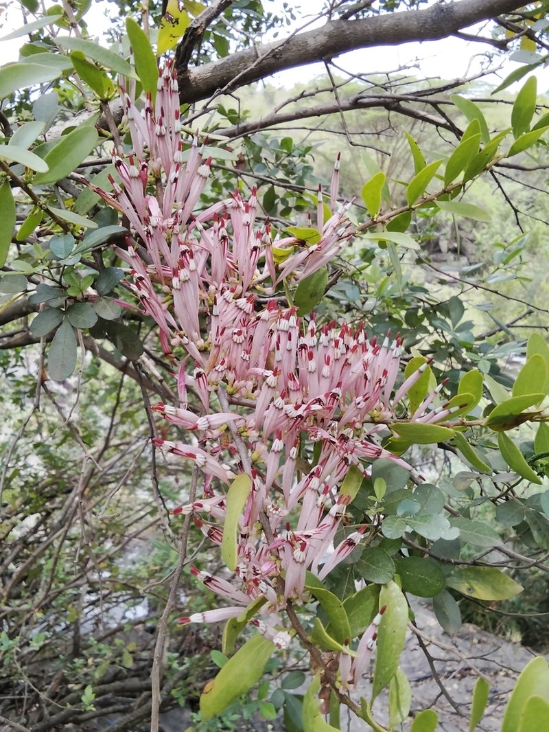 Agelanthus zizyphifolius photo 2