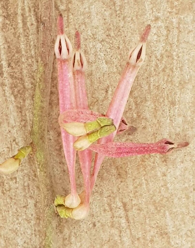 Agelanthus zizyphifolius photo 3