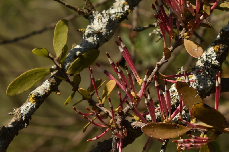 Agelanthus zizyphifolius photo 4