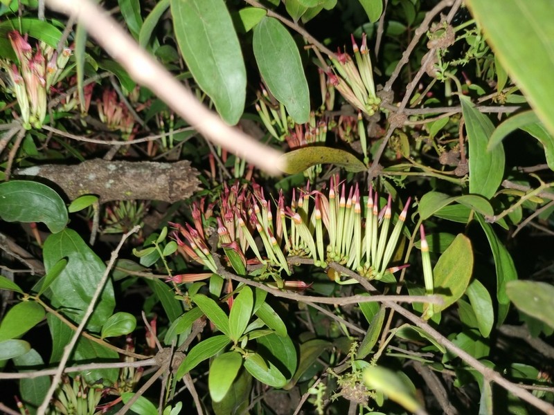 Agelanthus zizyphifolius photo 5