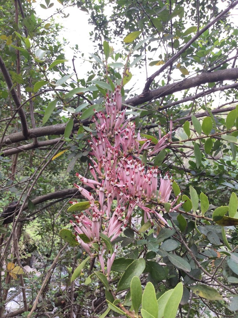 Agelanthus zizyphifolius photo 6