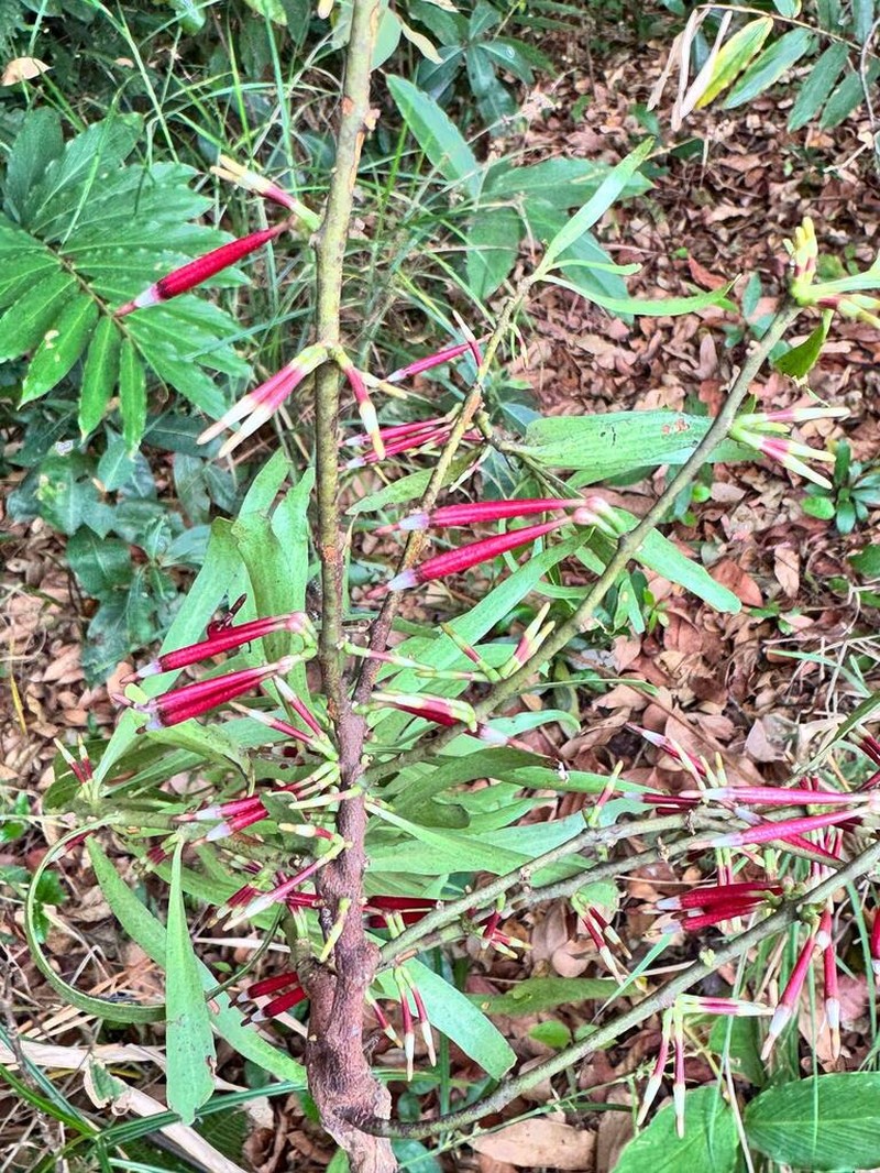 Agelanthus zizyphifolius photo 7