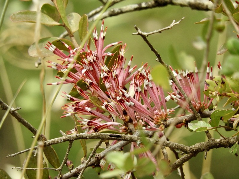 Agelanthus zizyphifolius photo 8