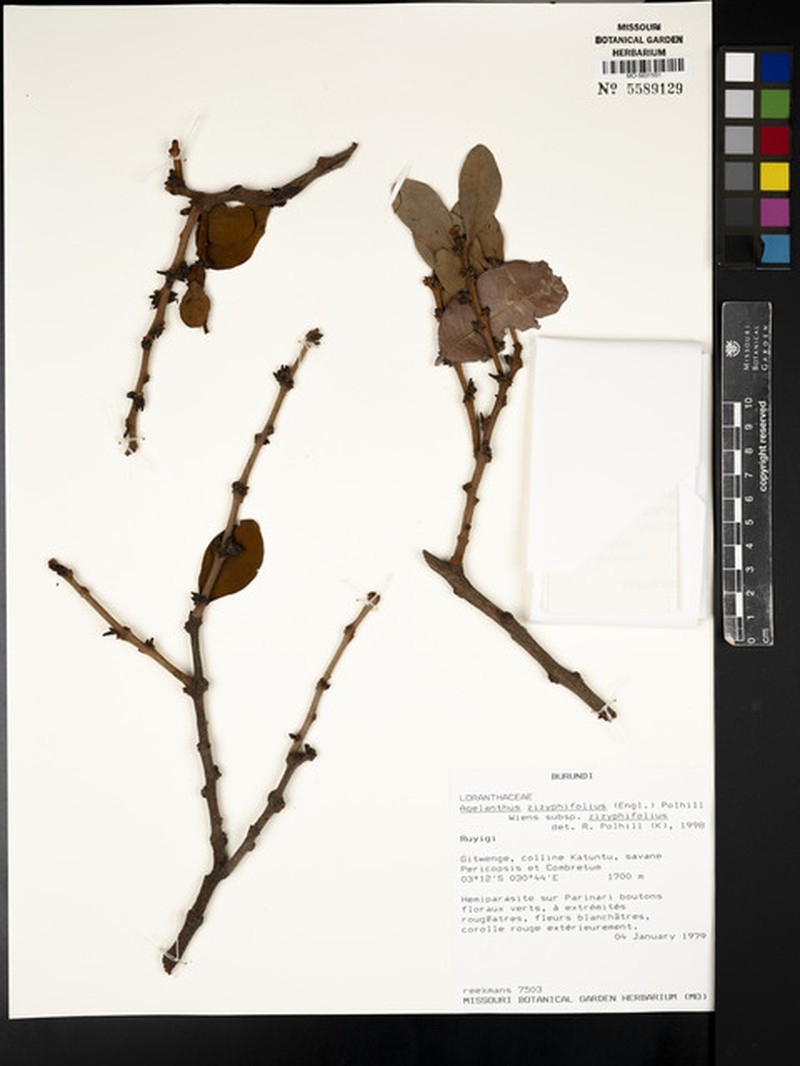 Agelanthus zizyphifolius subsp. zizyphifolius photo 2