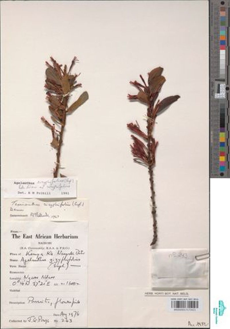 Agelanthus zizyphifolius subsp. zizyphifolius photo 3