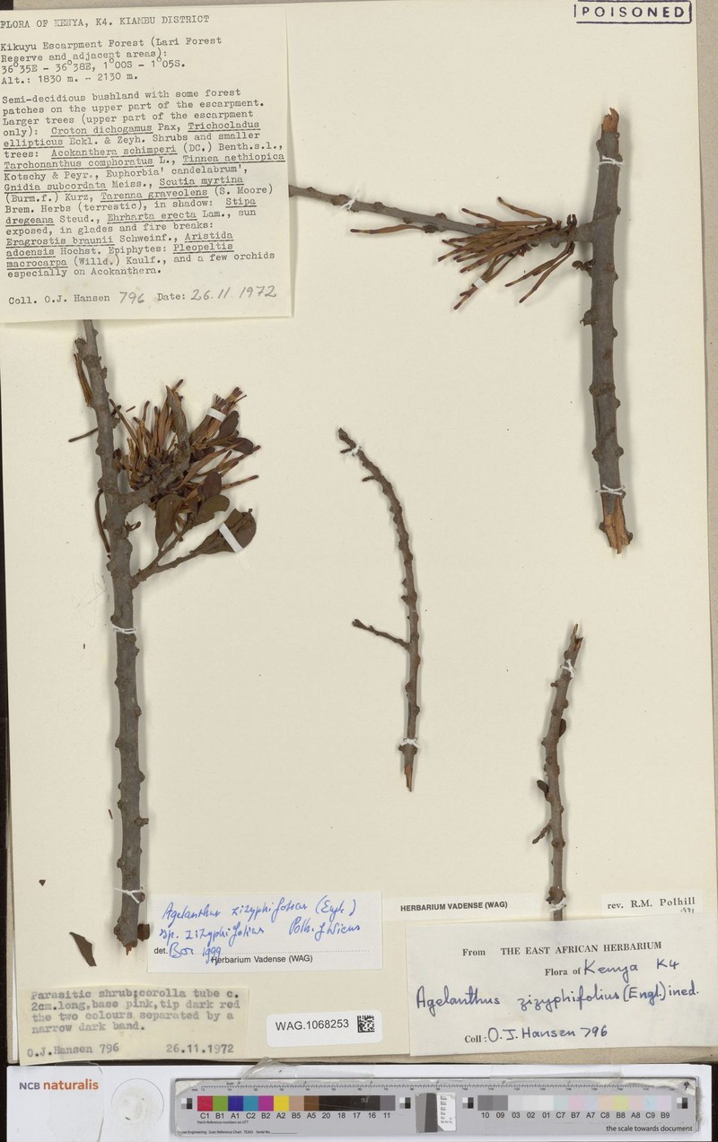 Agelanthus zizyphifolius subsp. zizyphifolius photo 4