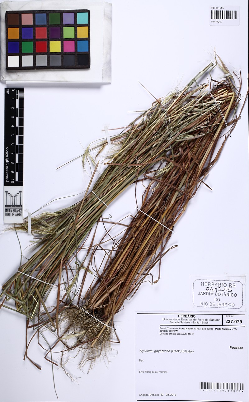 Agenium leptocladum