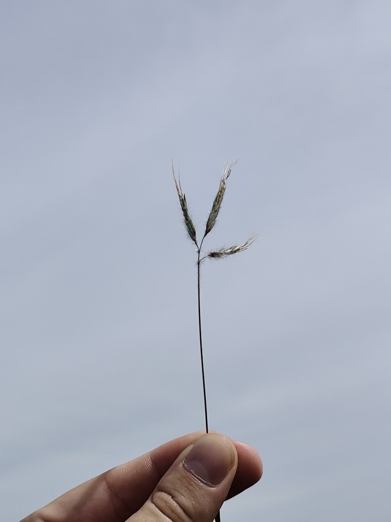 Agenium villosum