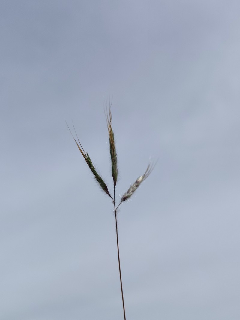Agenium villosum photo 2