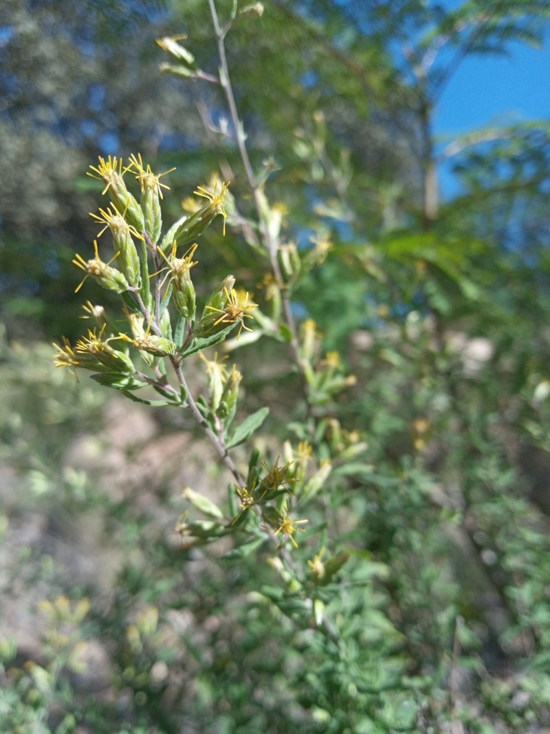 Ageratella microphylla