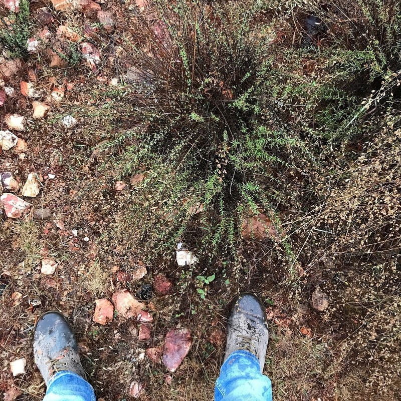 Ageratella microphylla photo 2