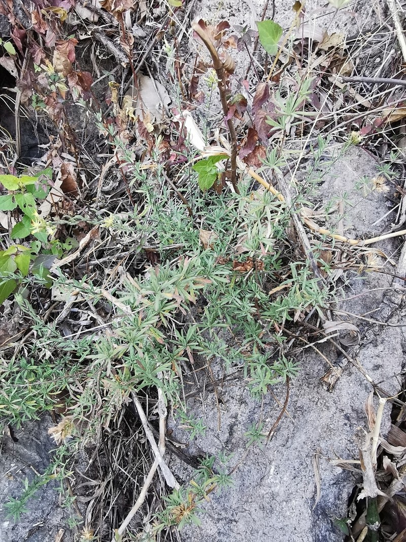 Ageratella microphylla photo 3