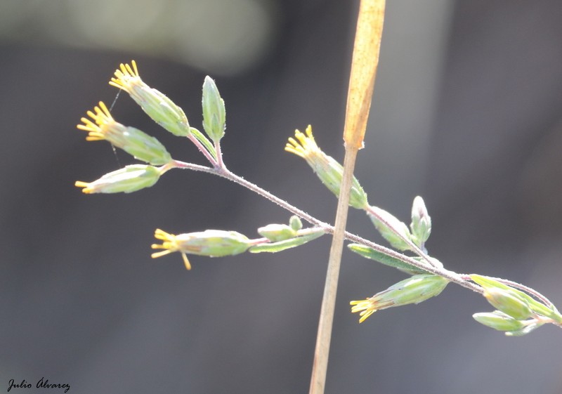 Ageratella microphylla photo 4