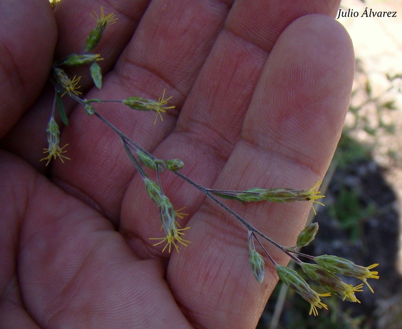 Ageratella microphylla photo 5