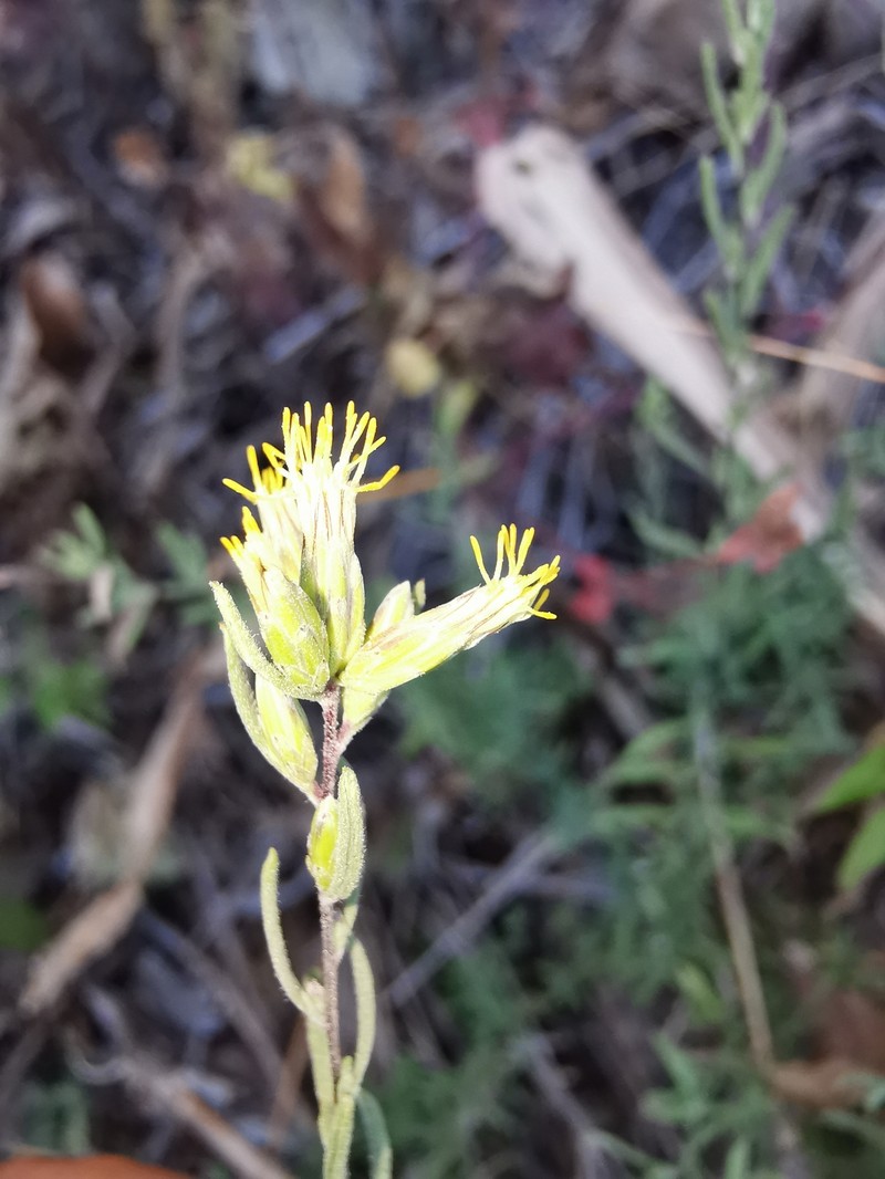 Ageratella microphylla photo 6