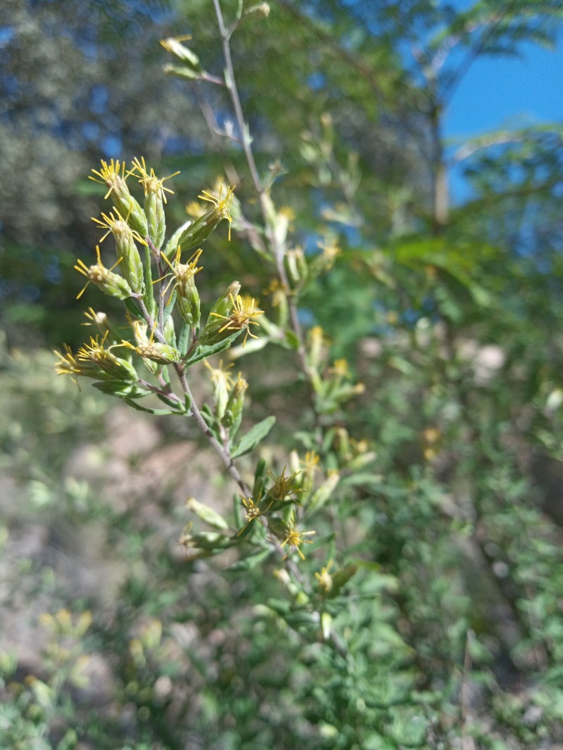 Ageratella microphylla photo 7