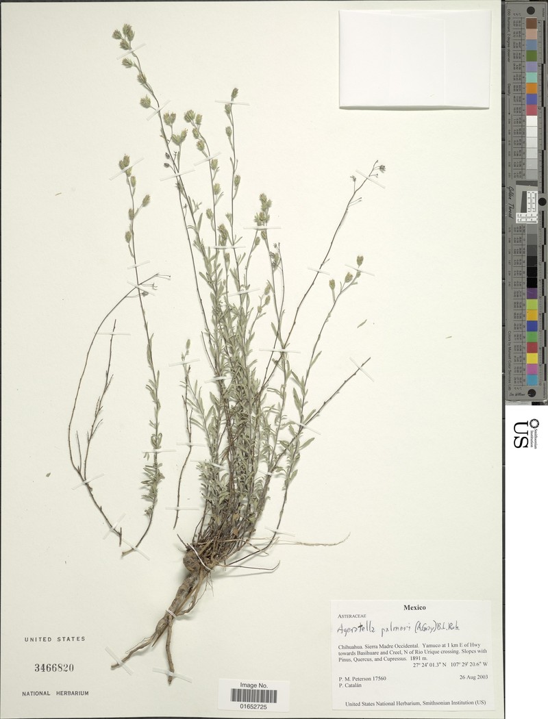 Ageratella microphylla var. palmeri