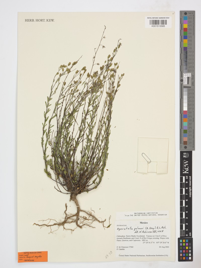 Ageratella microphylla var. palmeri photo 2