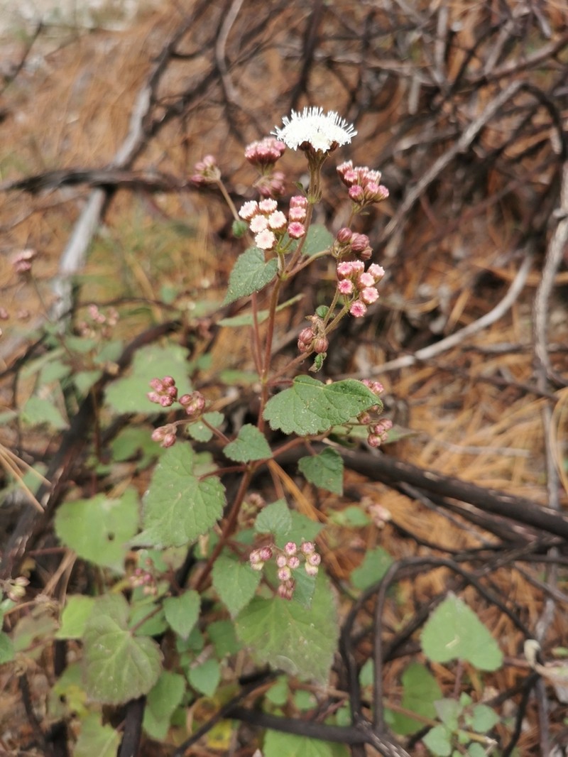 Ageratina acevedoana