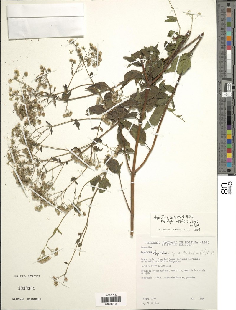 Ageratina acevedoi