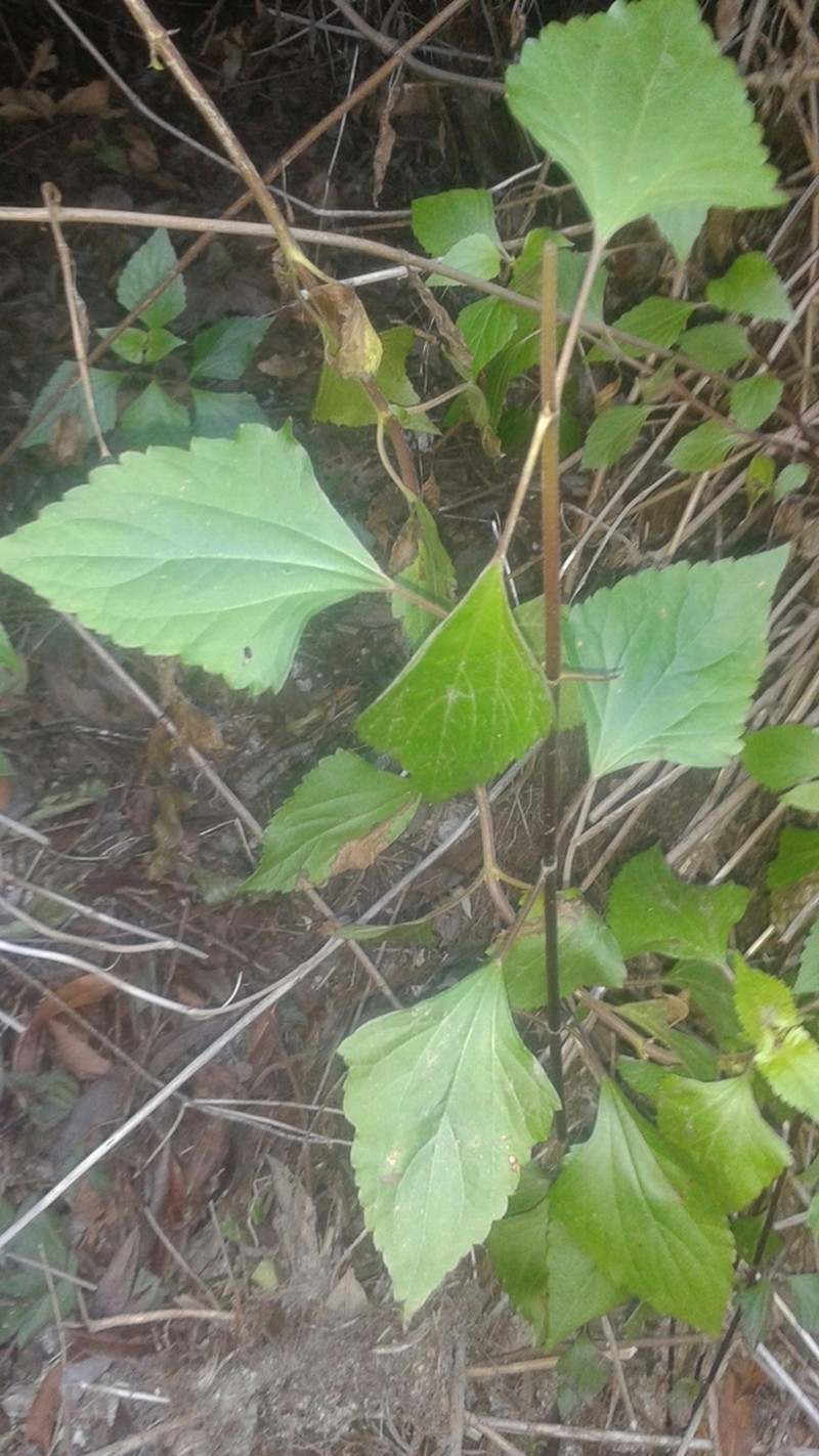 Sticky Snakeroot photo 2