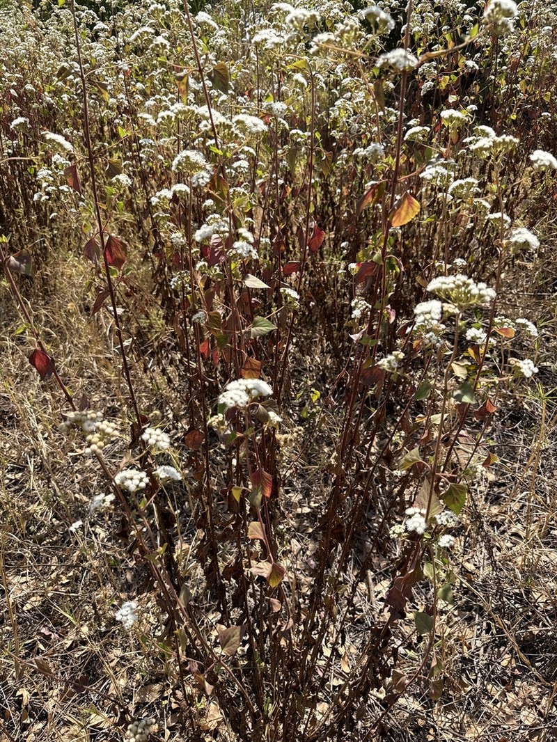 Sticky Snakeroot photo 3