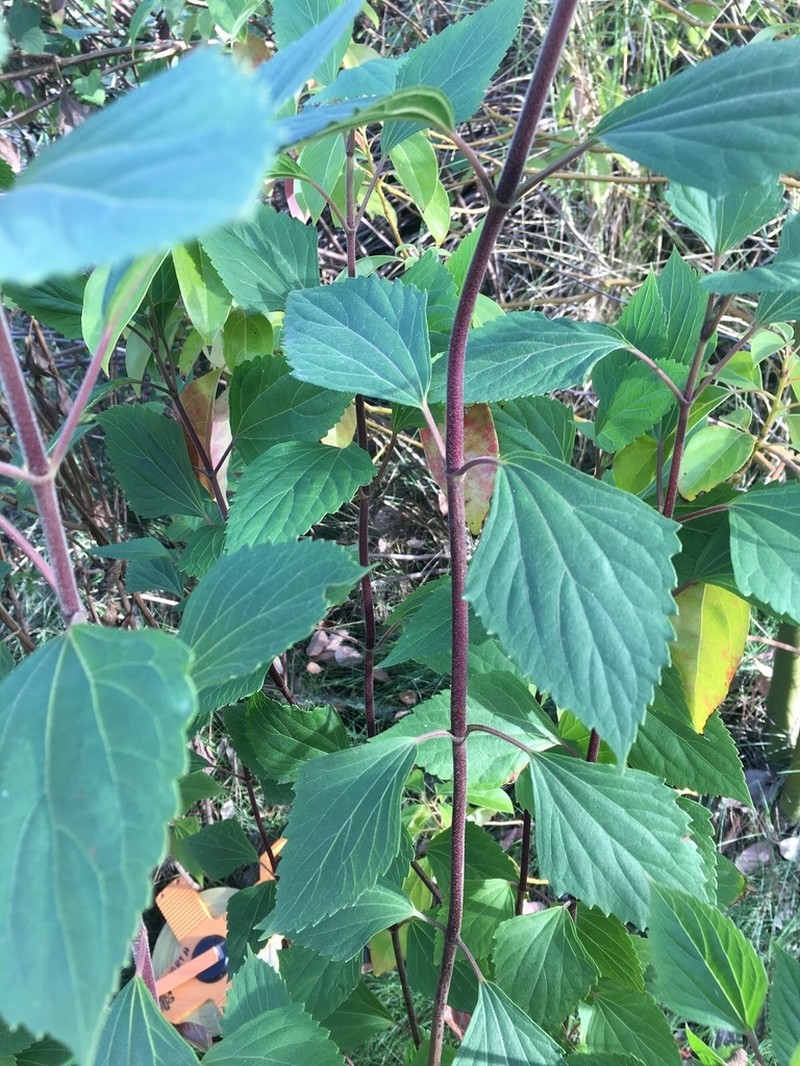Sticky Snakeroot photo 4