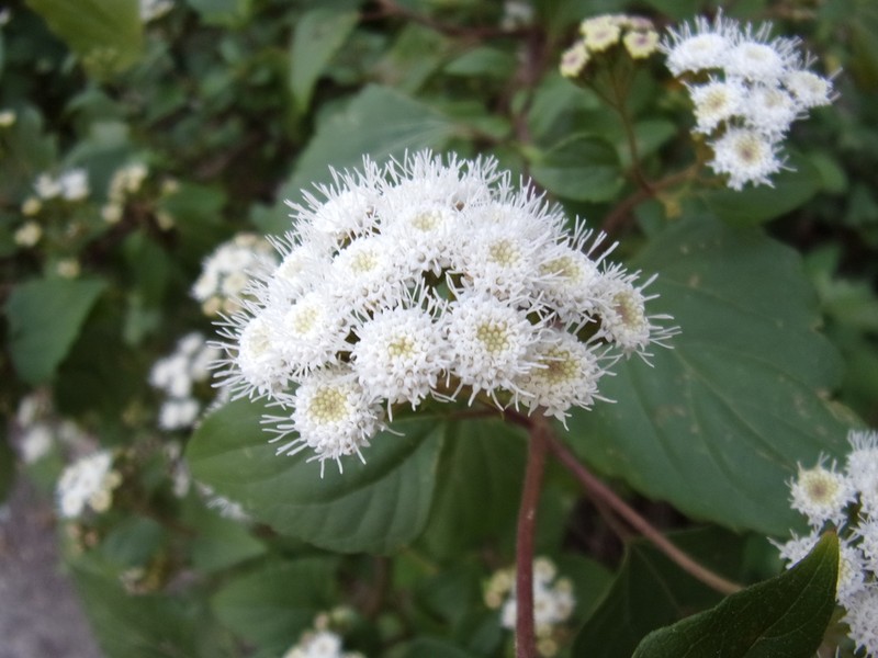 Sticky Snakeroot photo 5