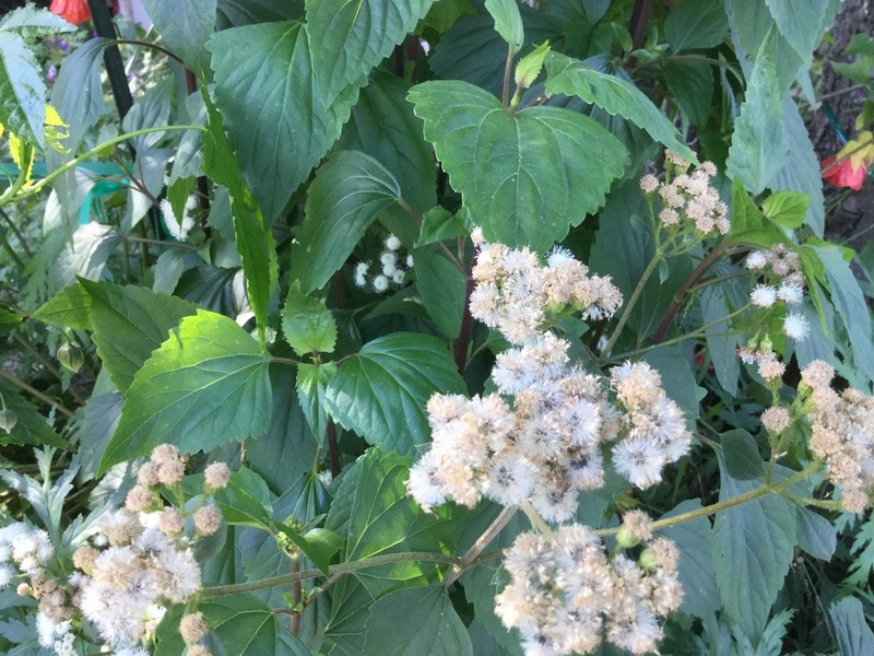 Sticky Snakeroot photo 6